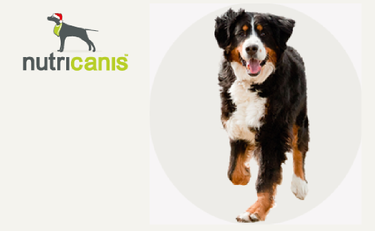 nutricanis: gewinne einen Jahresvorrat Hundefutter im Wert von 500 €