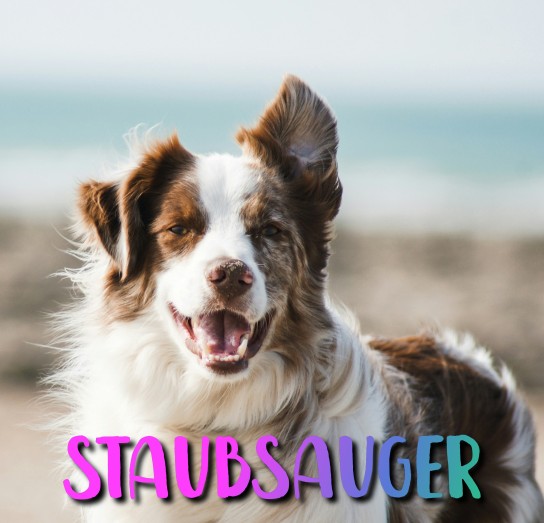 Der Hund - ein AQUA⁺ Pet & Family ParquetPro Staubsauger