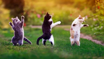 schlütersche - drei Exemplare „Drei Katzen und ihr Mensch.“