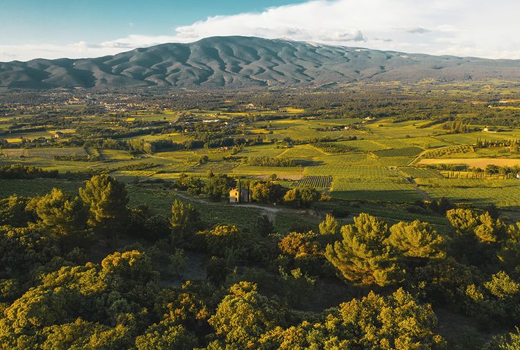 VINUM - 3× ein Cicero-Signum-Set