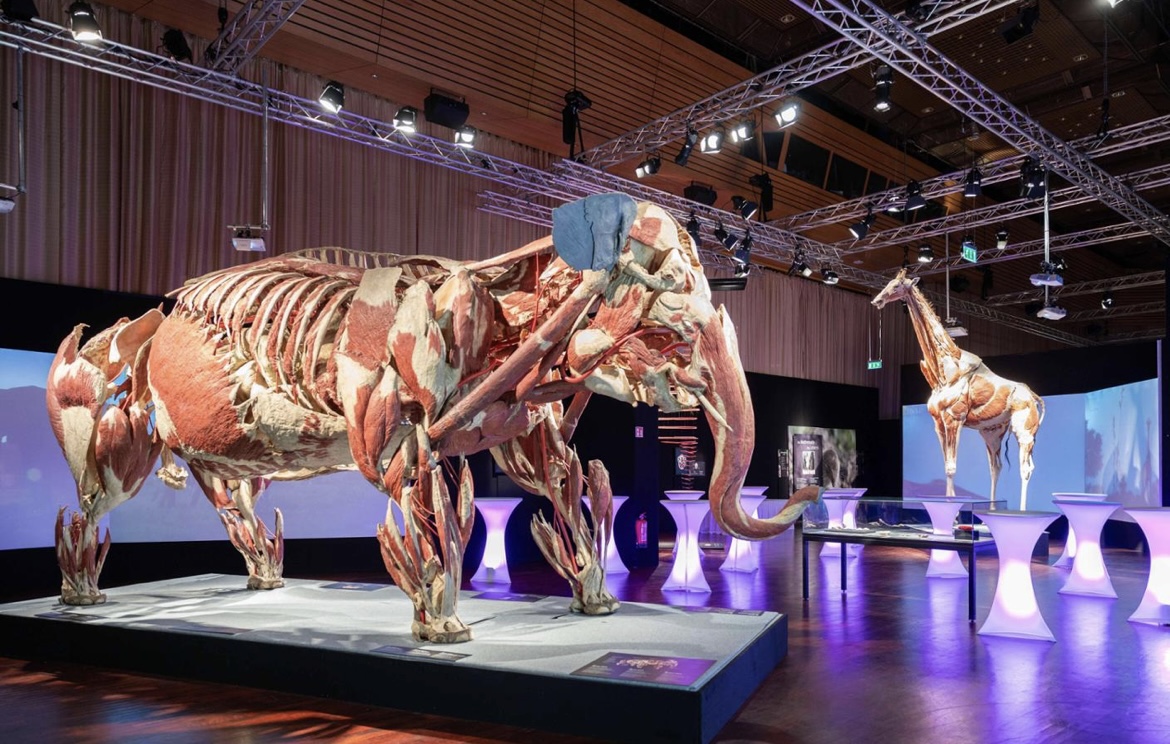 Hallo München - 3 x 2 Tickets für die Ausstellung „KÖRPERWELTEN“ in München
