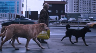 choices - je 1x2 Karten zum Filmstart von „ Dreaming Dogs“  in der Filmpalette Köln