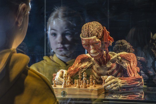 mainkind - 4×2 Tickets für KÖRPERWELTEN Hanau