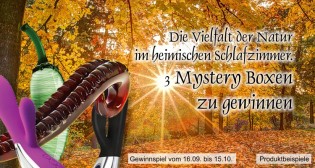my-Lovetoy - drei Mysterie-Pakete im Wert von je 200 €