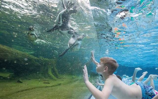 Reiseland Brandenburg - 3x Familien-Tag im Spreewelten Bad Lübbenau , 2 kuschelige Plüschpinguine “ uvm