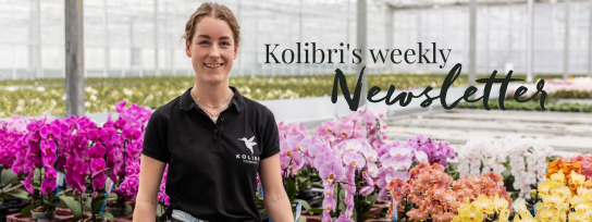 Kolibri - viermal im Jahr eine neue Orchidee zusammen mit einem dekorativen Übertopf nach Wahl