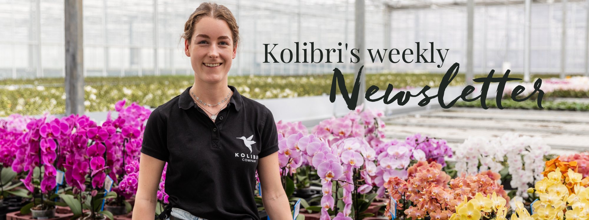 Kolibri - viermal im Jahr eine neue Orchidee zusammen mit einem dekorativen Übertopf nach Wahl