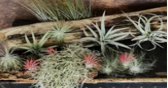 Luftikus-Airplants - 1x monatlich 120€ Luftikus-Shop Gutschein