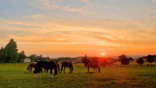 Urlaubsreiterhof.de - ein Wochenende für 4 Personen auf dem Urlaubsreiterhof (Reckerstal)