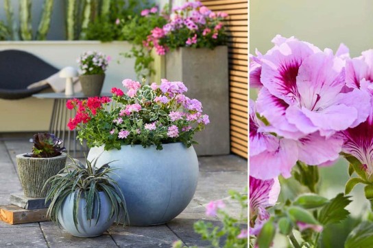 blooms - Eine schicke Balkon-/Terrassenausstattung im Wert von 1.000 Euro (Gutschein)