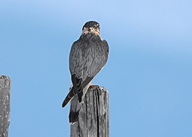 Falke Journal - 3 x „Vögel beobachten im Nationalpark Niedersächsisches Wattenmeer