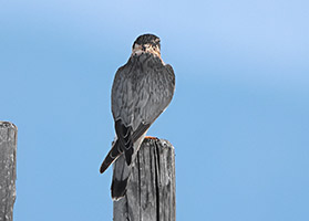Falke Journal - 3 x „Vögel beobachten im Nationalpark Niedersächsisches Wattenmeer" von P. Südbeck u.a