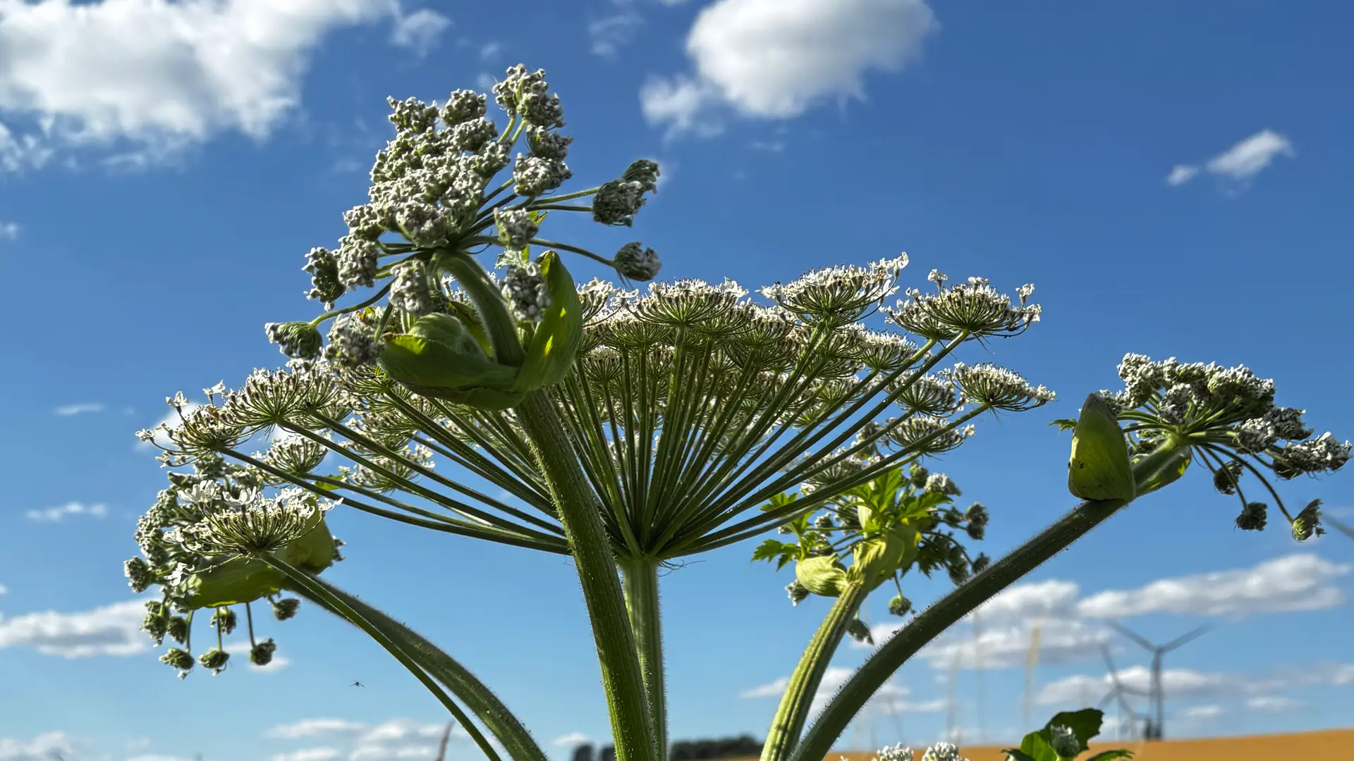 mdr - 1x das Buch "Gärtnern für Gartenneulinge. So gelingt garantiert jeder Handgriff im Garten"