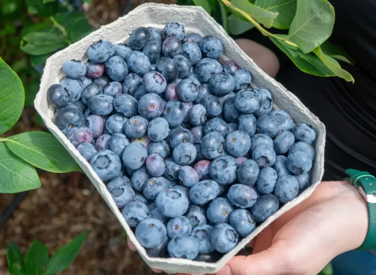 Berliner Lokalnachrichten - 5x1 Gutschein für je 3 kg Heidelbeeren zum Selbstpflücken (inkl. freiem Eintritt) im Spargelhof Klaistow in Brandenburg