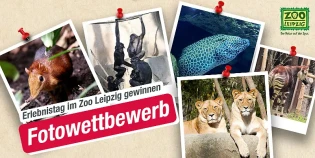 Hitradio RTL Sachsen - eine Familientageskarte für den Zoo Leipzig inklusive Kulissenblick mit Tierpflegergespräch nach Wahl