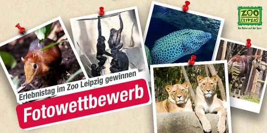 Hitradio RTL Sachsen - eine Familientageskarte für den Zoo Leipzig inklusive Kulissenblick mit Tierpflegergespräch nach Wahl