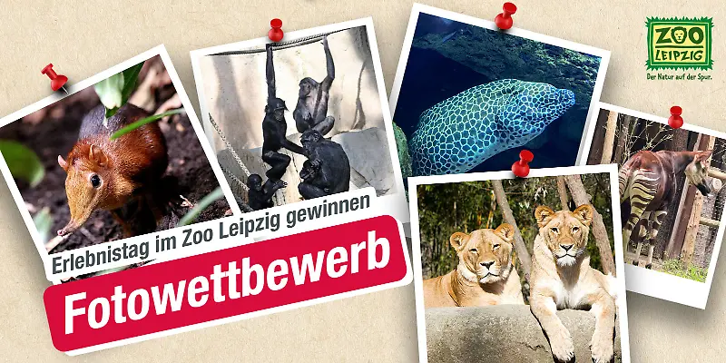 Hitradio RTL Sachsen - eine Familientageskarte für den Zoo Leipzig inklusive Kulissenblick mit Tierpflegergespräch nach Wahl