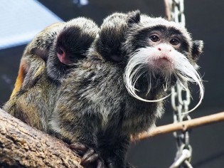 LVZ - 10 x 2 Tagestickets und 2 x 1 Gutschein im Wert von 235,- Euro für den Leipziger Zoo