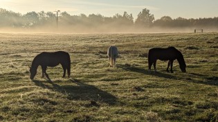 BRF1 - Ein Urlaub auf dem Waldhof Bruchmühle in Fünfseen in der Mecklenburgischen Seenplatte zwischen Plauer See und Müritz. Der Gewinn enthält vier Übernachtungen für zwei Personen in einem seiner Waldnester.