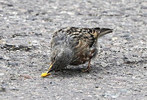 Falke Journal - 3 x „Vögel beobachten im Nationalpark Niedersächsisches Wattenmeer" von P. Südbeck u.a.