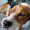 beagledad99