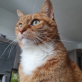 Naturcat